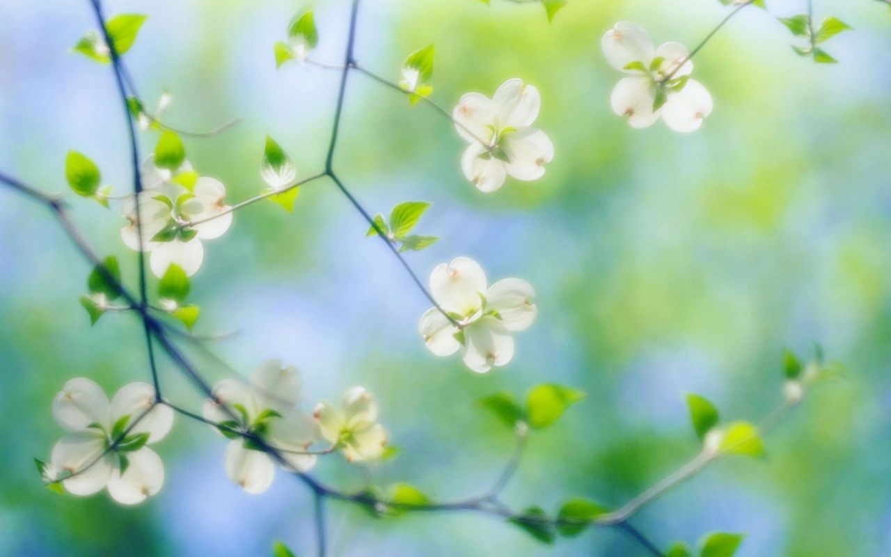 Hình nền hoa đẹp cho máy tính 5